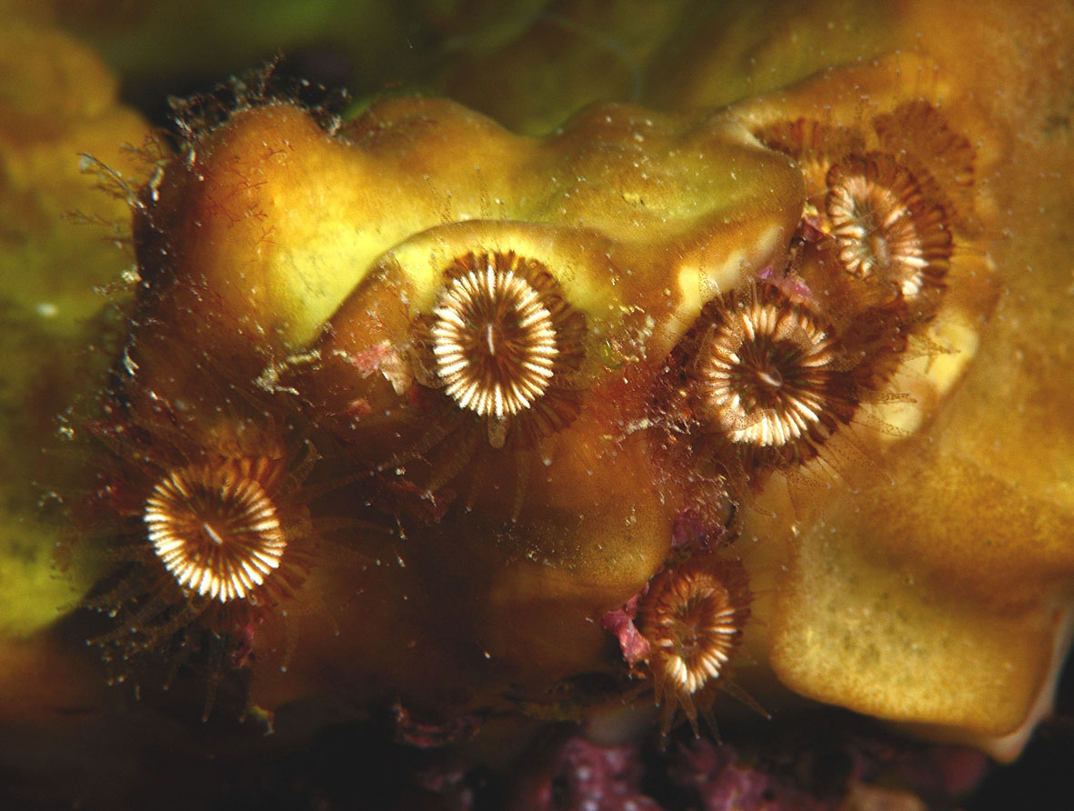Hoplangia durotrix